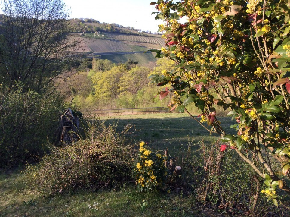Mein Garten