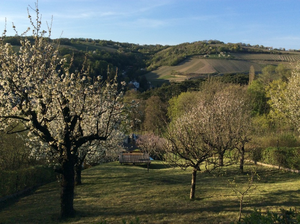 Mein Garten