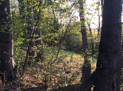 Mein Garten