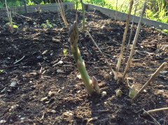 Mein Garten