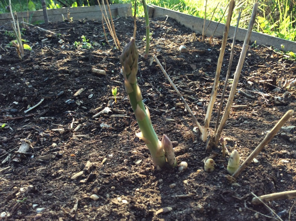Mein Garten