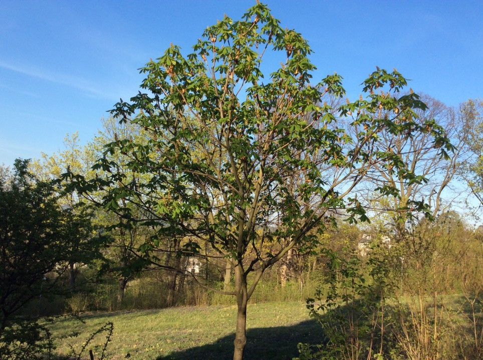 Mein Garten