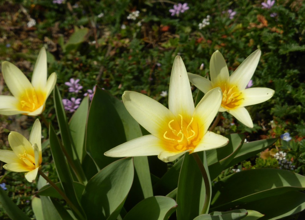 ?random=0&maxWidth=0&embedded=1#imageAnker_35192