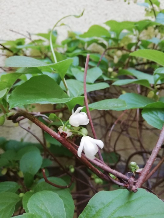 Schisandra
