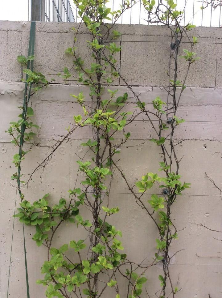 Schisandra
