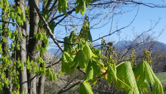 Pfaffing Mitte April