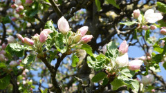 Pfaffing Mitte April