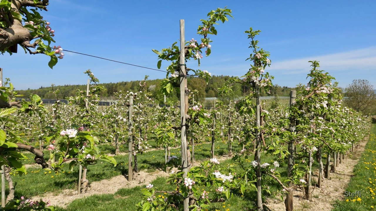 Apfelplantagen mit Blüten am Bodensee