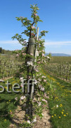 Apfelplantagen mit Blüten am Bodensee