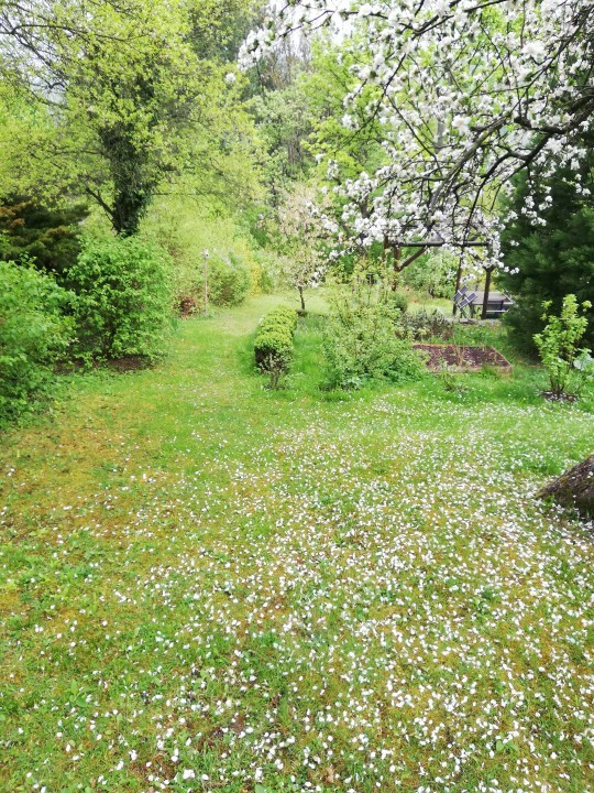 Mein Garten