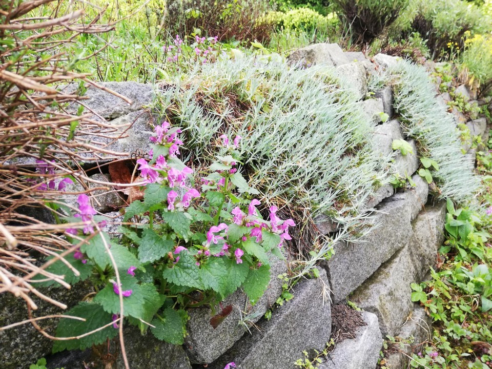 Mein Garten