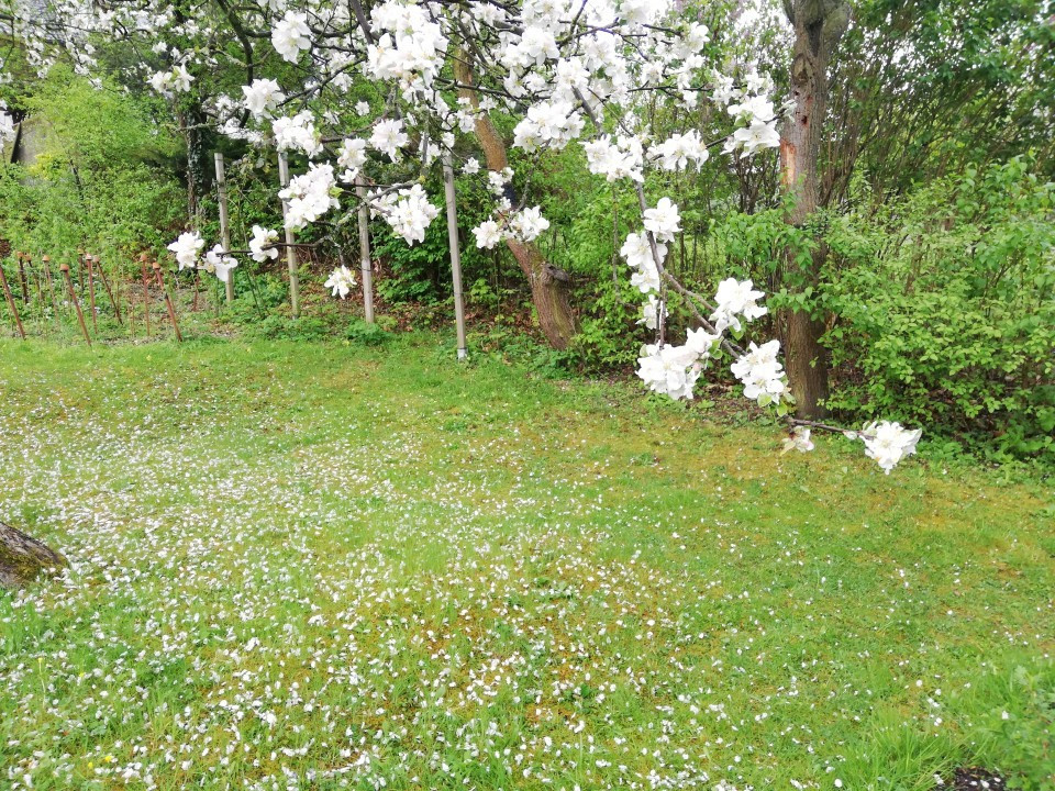 Mein Garten