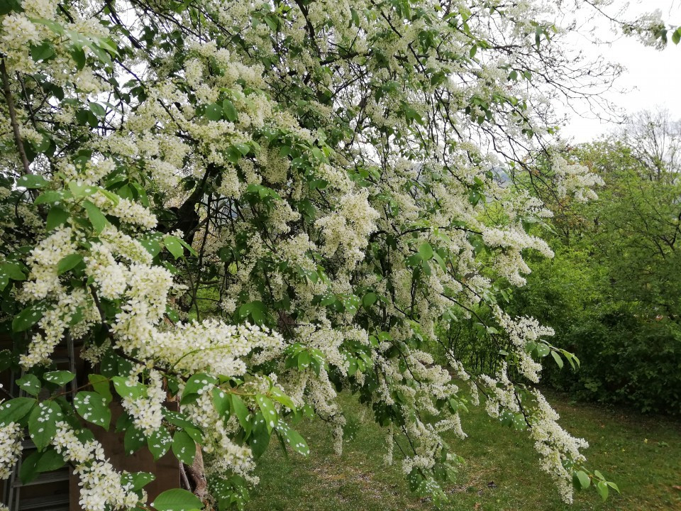 Mein Garten