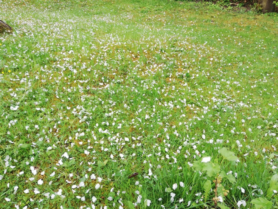 Mein Garten