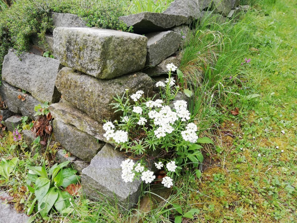 Mein Garten