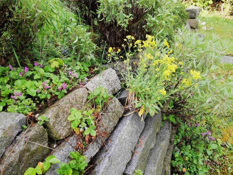 Mein Garten