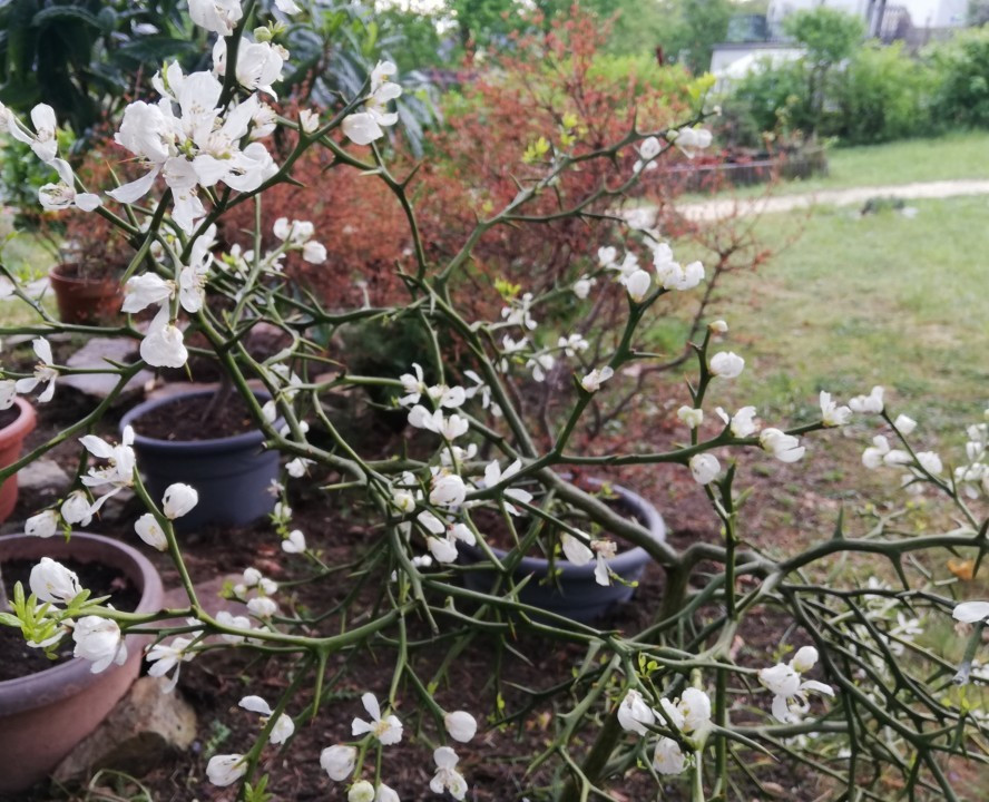 Mein Garten