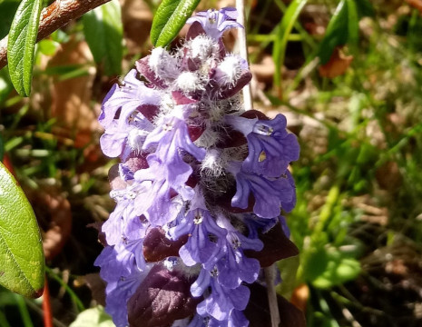 20200420_154411(1)(1)(1)