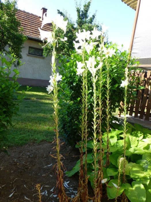 Blume in waldis Vorgarten in Mezőkövesd