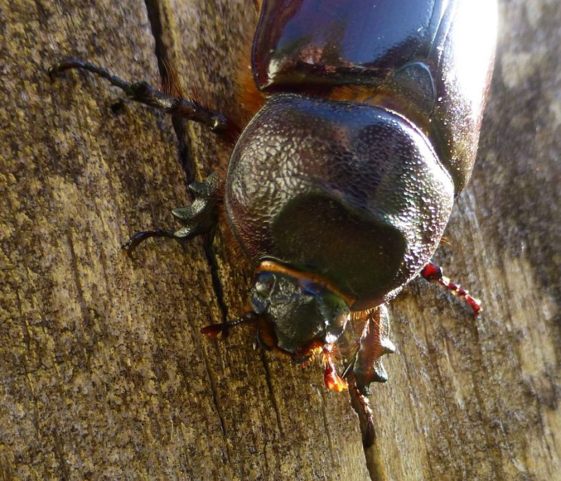junger Einhornkäfer