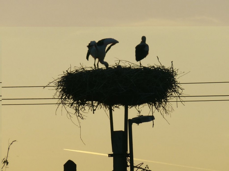 Jungstörche in der Abenddämmerung