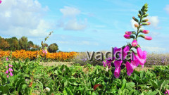 Zeeland (NL)