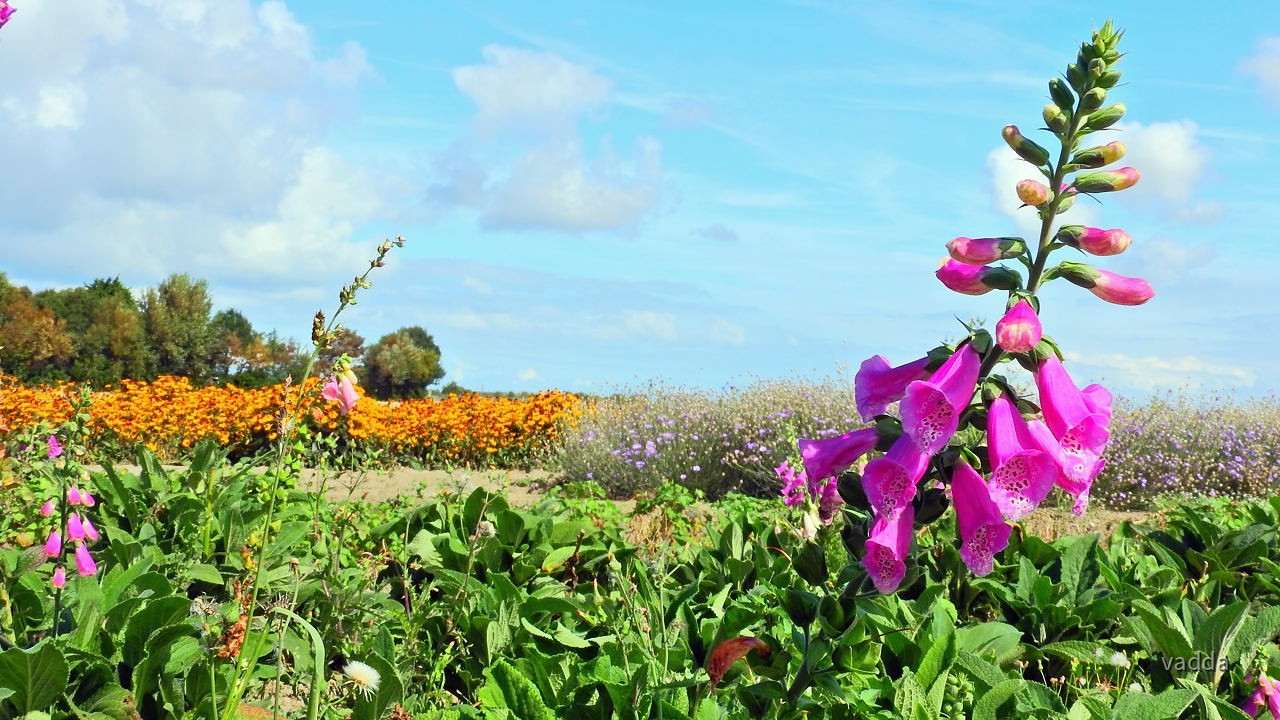 Zeeland (NL)