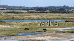 Zeeland (NL)