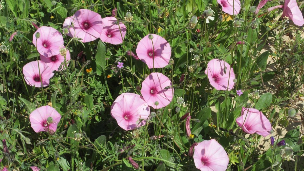 ?random=0&maxWidth=0&embedded=0&thumbnail=medium