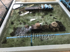 Perlenzucht Austern