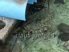Perlenzucht Austern