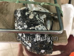 Perlenzucht Austern