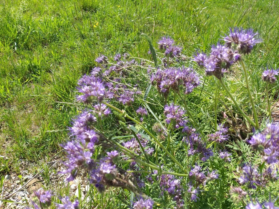 Blumen