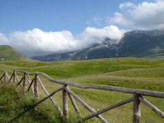 6 Campo