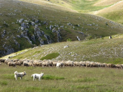 6 Pastore Abruzzese