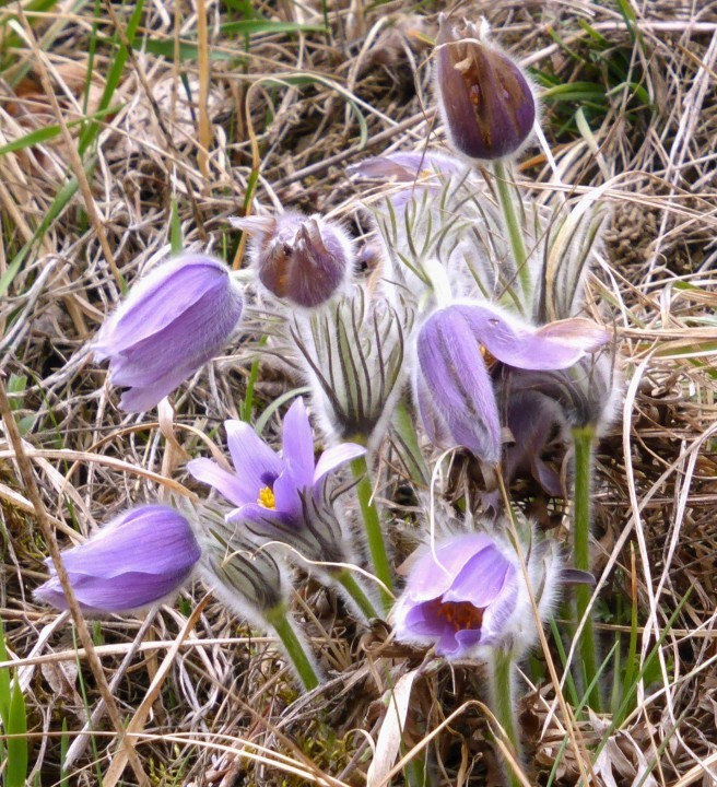 Küchenschellen in St. Michael