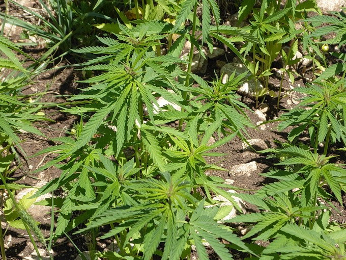 8 Anbau legal