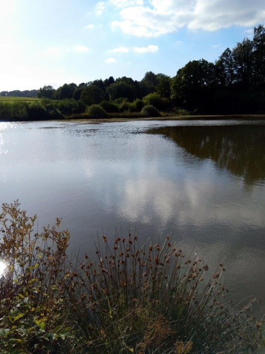 24 Eichholzmaar