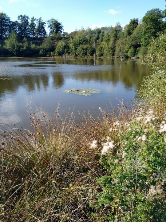 27 Eichholzmaar