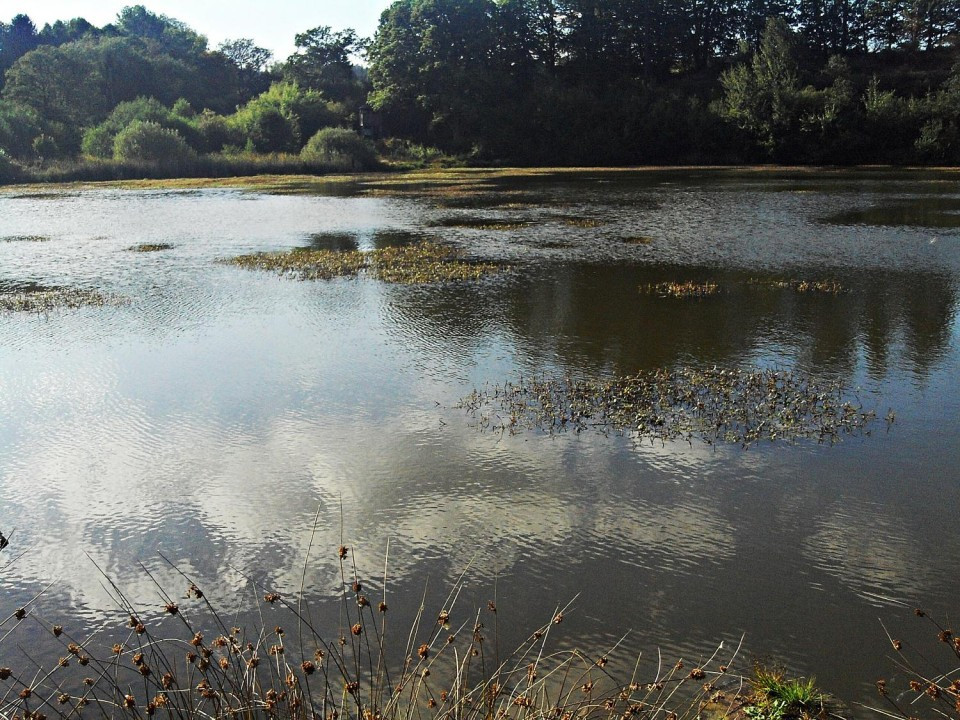 29 Eichholzmaar