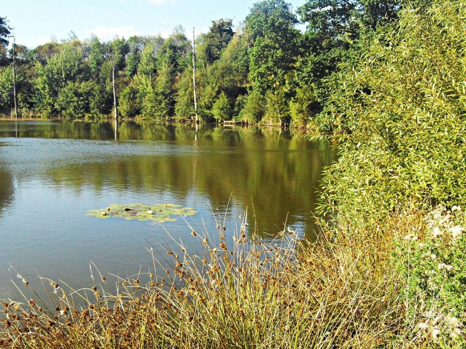 31 Eichholzmaar