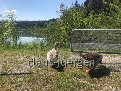 Staustufe 8 Kinsau Lech