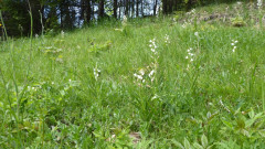 Waldvögelein (1)