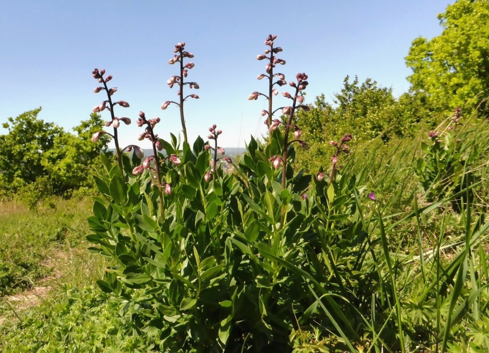 Eichkogel Mai 2020