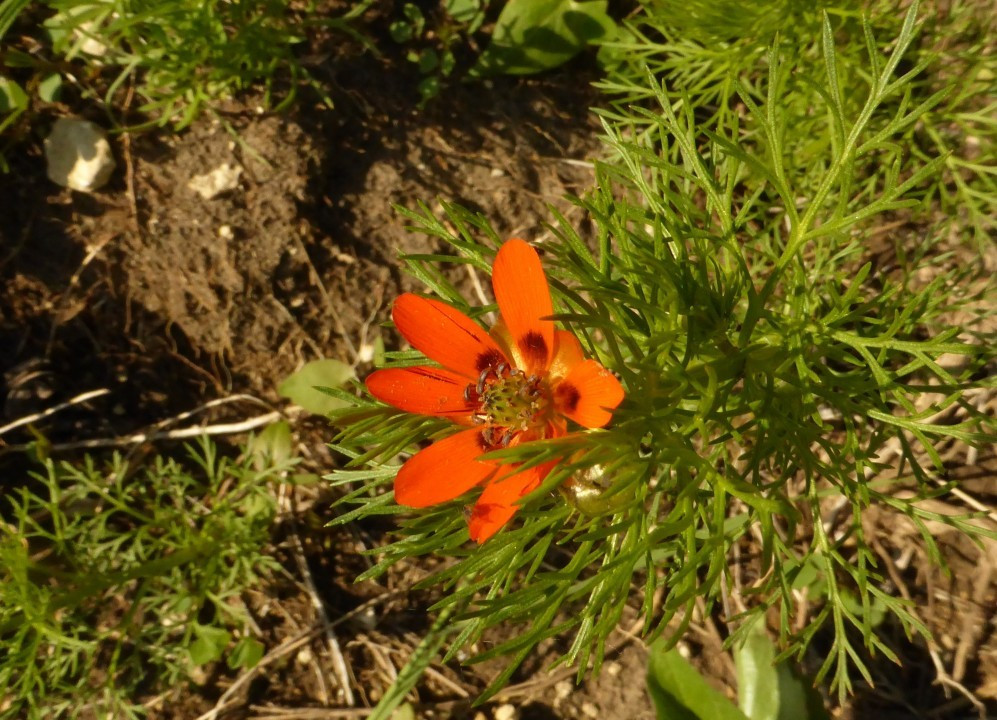 Adonisröschen-Sommer, Adonis aestivalis 17.5.19 Eichkogel (4)