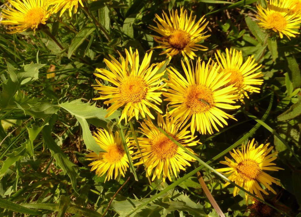 Alant-Rauhaar, Inula hirta 3.6.19 Eichkogel (1)