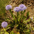 Kugelblume-Hochstiel, Globularia bisnagarica 18.4.19 Eichkogel (1) - bis oben beblättert!