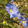 Lein-Österreichisch, Linum austriacum 7.5.19 Eichkogel (2)