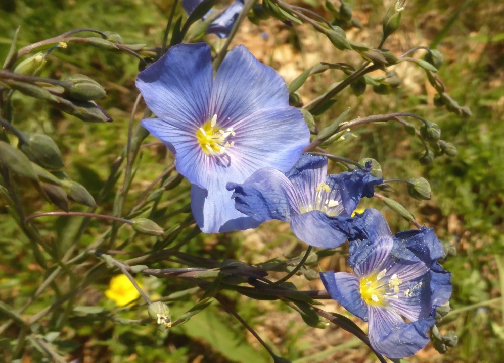 Lein-Österreichisch, Linum austriacum 7.5.19 Eichkogel (2)