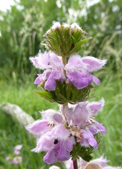 Brandkraut-Knollen, Phlomis tuberosa 28.5.18 Eichkogel (1)